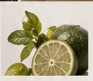Bergamot from Italy