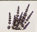 Lavender from France