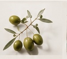 Olive Oil from Spain