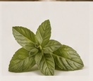 Peppermint from India