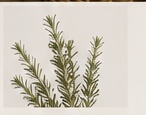 Rosemary from Morocco